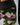 *Butterfly Camo* (DTY Double Brushed Poly)